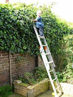 pruning a hedge with a fully-extended ladder