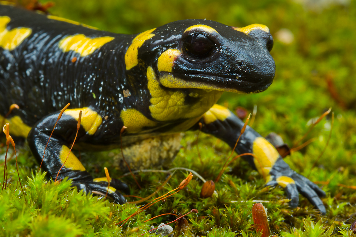 Marc Albiac Fotografía Salamandras