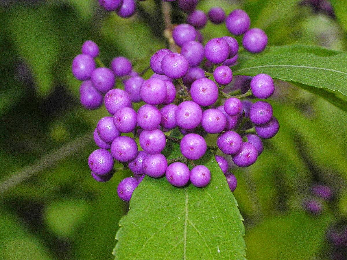 Shohin y mini bonsai Callicarpa Japónica