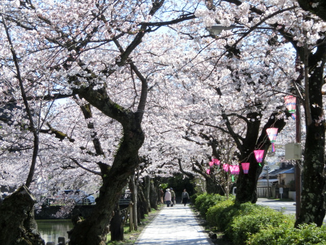 小田原城の桜