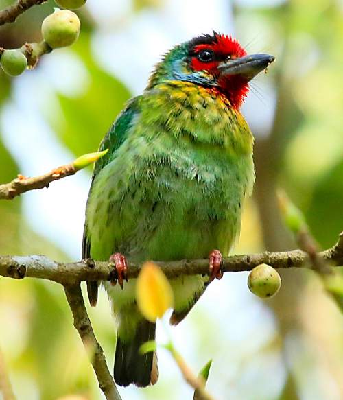 Malabar (Crimsonthroated) barbet images Birds of India Bird World