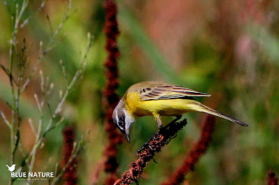 Lavandera boyera (Motacilla flava). Blue Nature