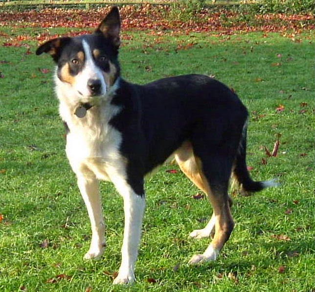 Border Collie Crazy 6 Breeds That Look Like Border Collies