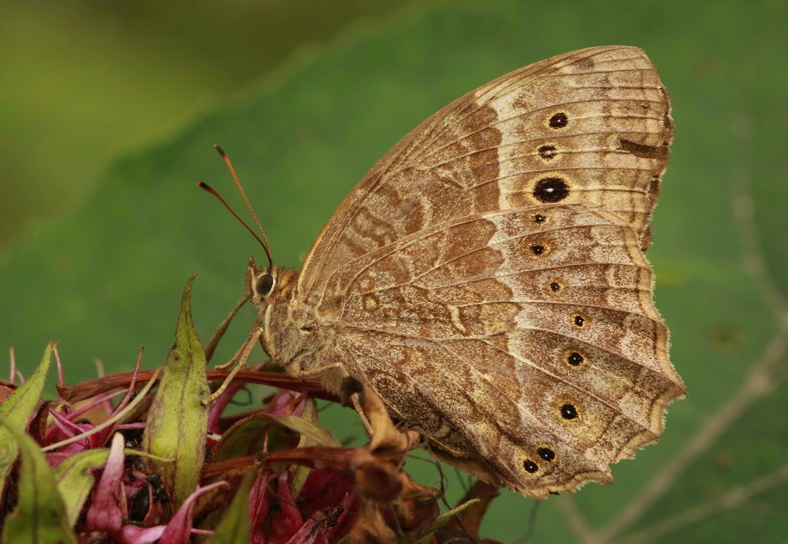 Species Of Uk Week 57 Small White Butterfly Pieris Rapae
