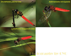 dragonflies malaysia odonata peninsular sized medium