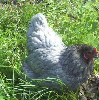 name that chicken, chicken breeds, backyard chickens, country living