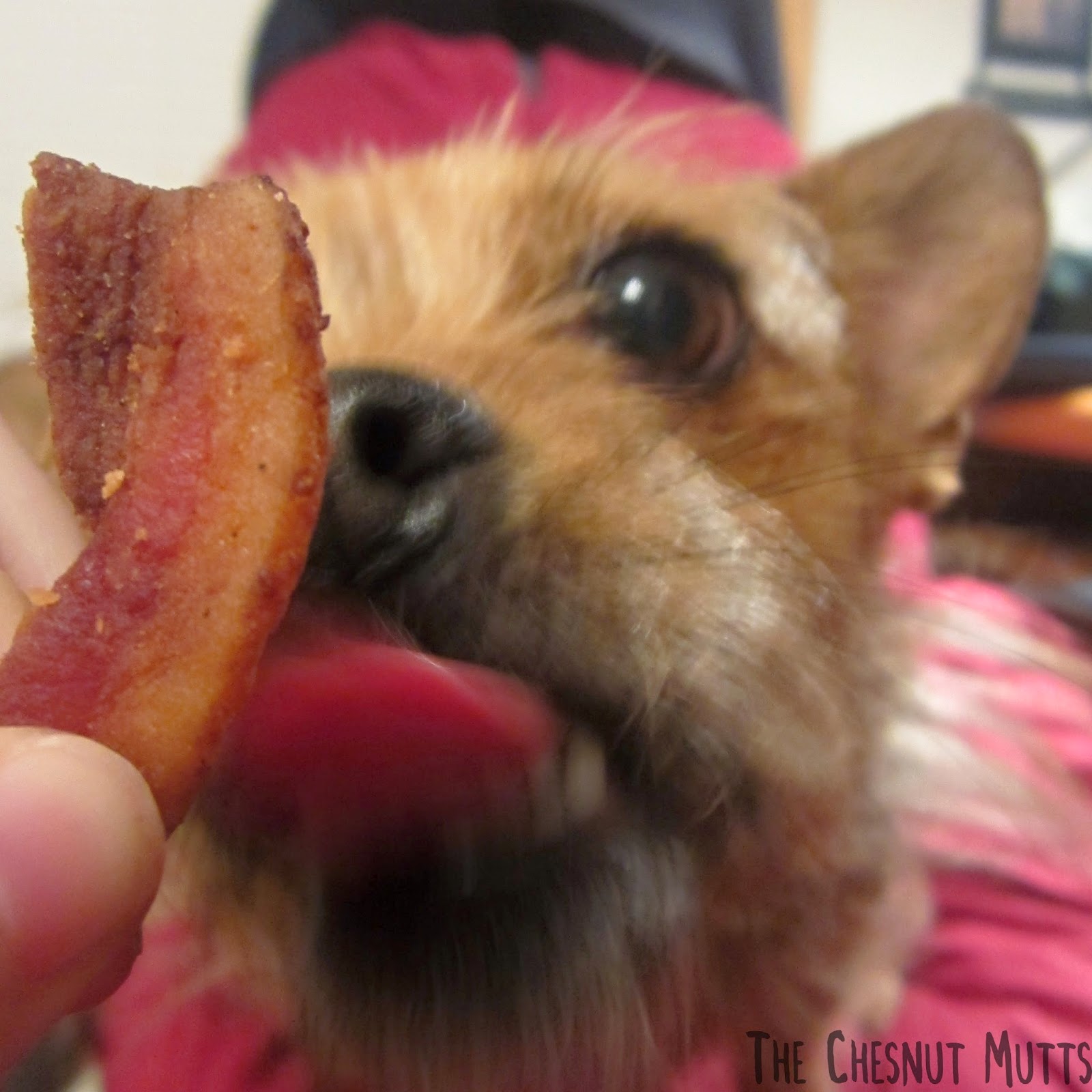 Jada licking a piece of the bacon treat