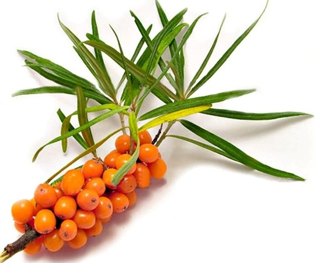 Народная медицина: Облепиха крушиновидная