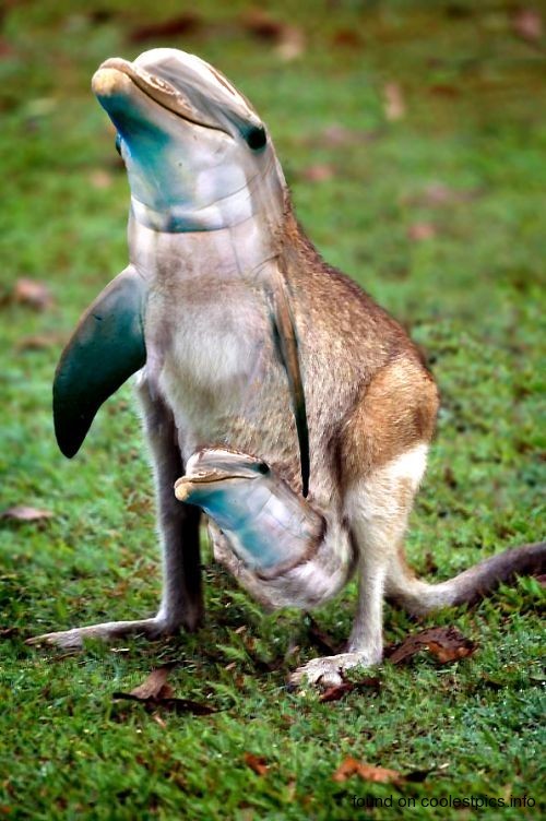 Kanguru yunus photoshop