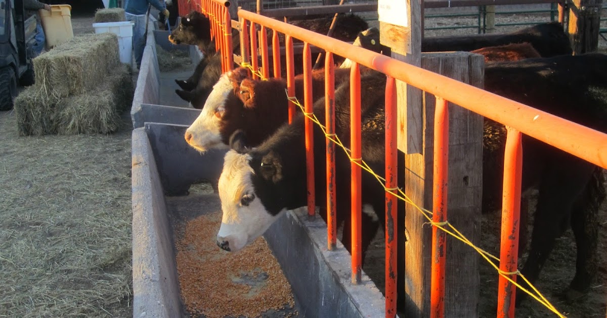 Indianhead Polled Hereford Association Early Weaning Equals Added Cow