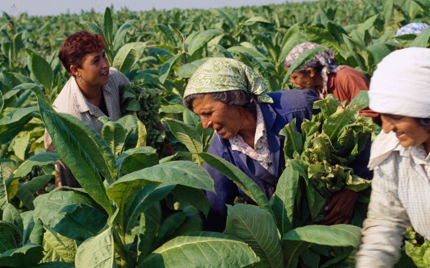 Mare Nostrum News Greek Tobacco Production in Decline