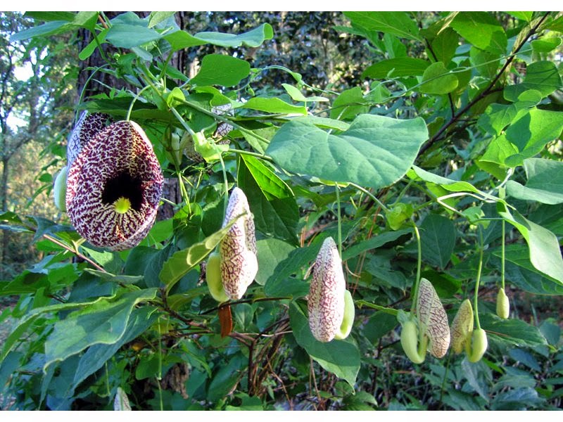Proyecto OSAIN Palmira BEJUCO PATICO DE LA REINA