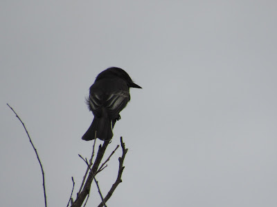 Sacramento National Wildlife Refuge