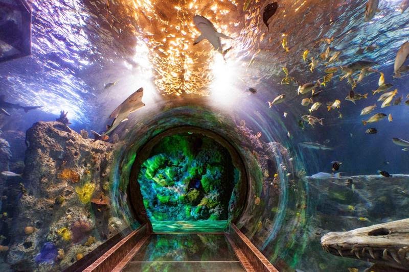 Singapore, The island of Sentosa, is the largest ocean aquarium modernity with a name SEA Aquarium. Included in this giant aquarium park complex "Marine life".