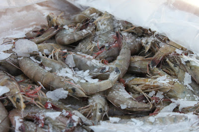Frozen Shrimp Export Import Buying Guides