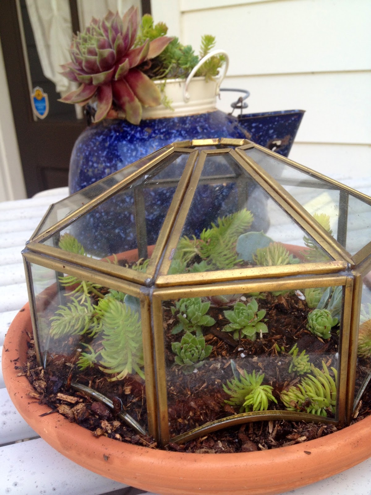 postagious DIY Light Cover Succulent Terrarium
