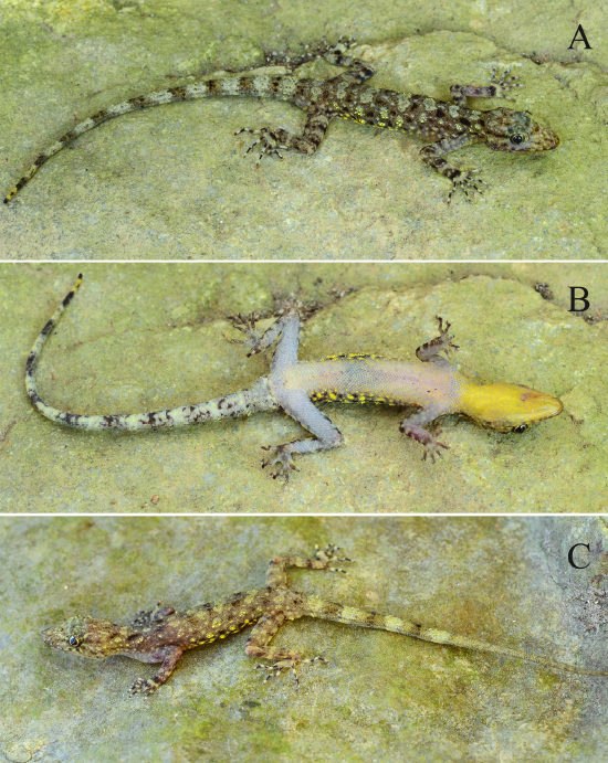 Species New to Science [Herpetology • 2020] Cnemaspis tubaensis • A