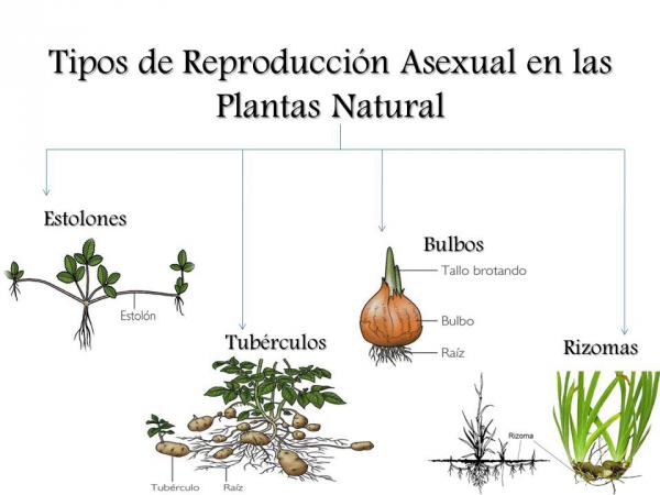 PROPAGACIÓN DE LAS PLANTAS.