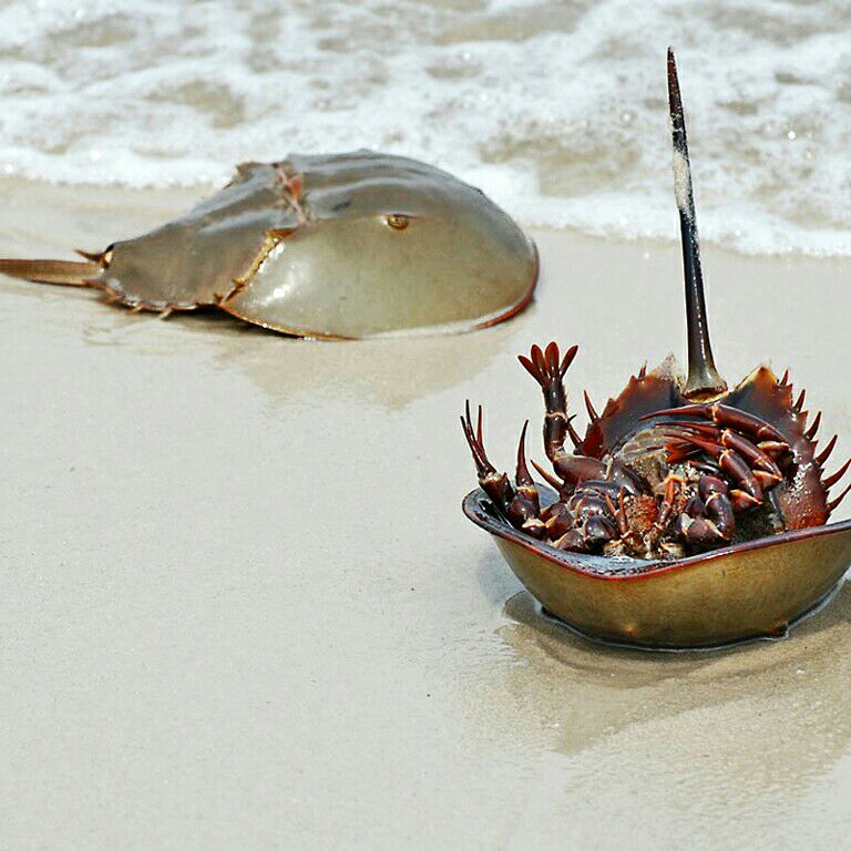 Horseshoe crab where horseshoe crab found blood price