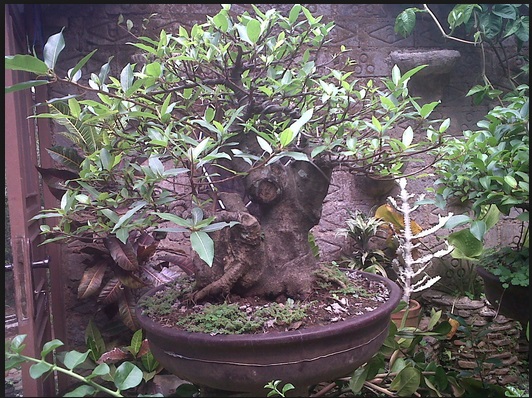 Memberi Keindahan Pada Tanaman Hias Bonsai Loa