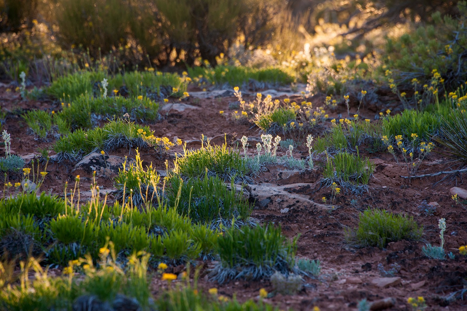 The Booby Hatcher Cedar Mesa Flowers