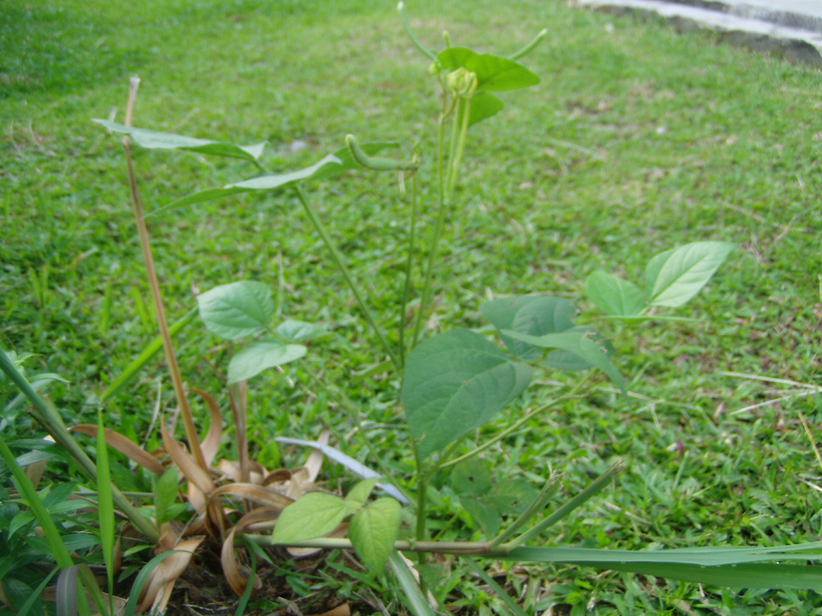 tinta pendita: Tentang "Pokok Kacang Hijau"