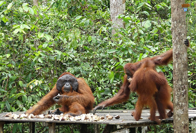 Orangutanes en Borneo