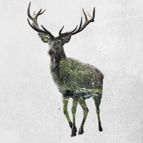 08-Stag-Said-Dagdeviren-Double-Exposure-Animal-Cinemagraph-Animations-www-designstack-co