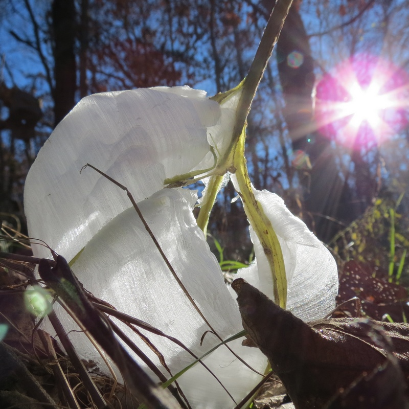 Flores de hielo, ese curioso fenómeno de la naturaleza