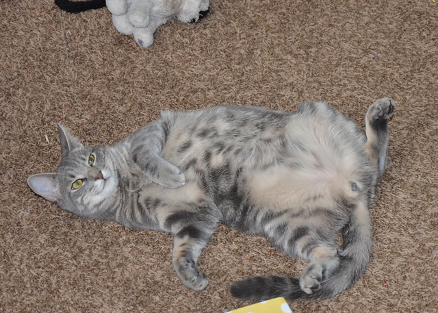 Comfort Zone With Feliway Review Scattered Thoughts Of A