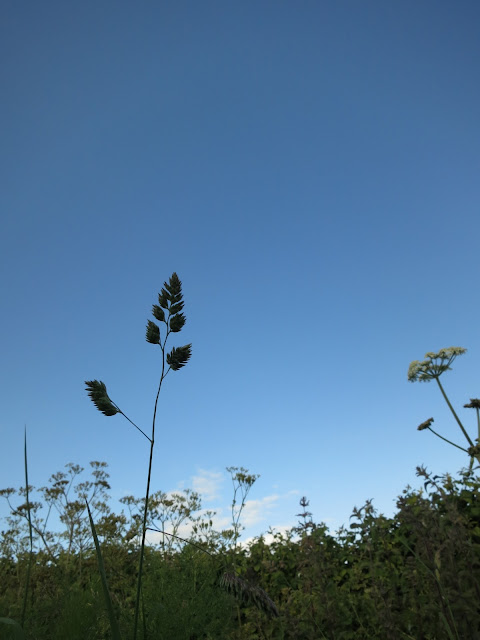 Grass flower silhouette against blue sky.