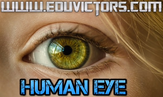 creation of the human eye essay The orbit is the bony cavity that contains the eyeball, muscles, nerves, and blood vessels each orbit is a pear-shaped structure that is formed by several bones. creation of the human eye essay The orbit is the bony cavity that contains the eyeball, muscles, nerves, and blood vessels each orbit is a pear-shaped structure that is formed by several bones.