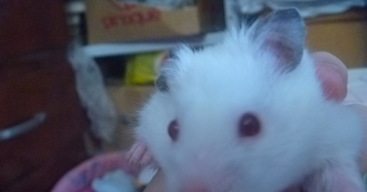 Top Hamster Quanto tempo vive um