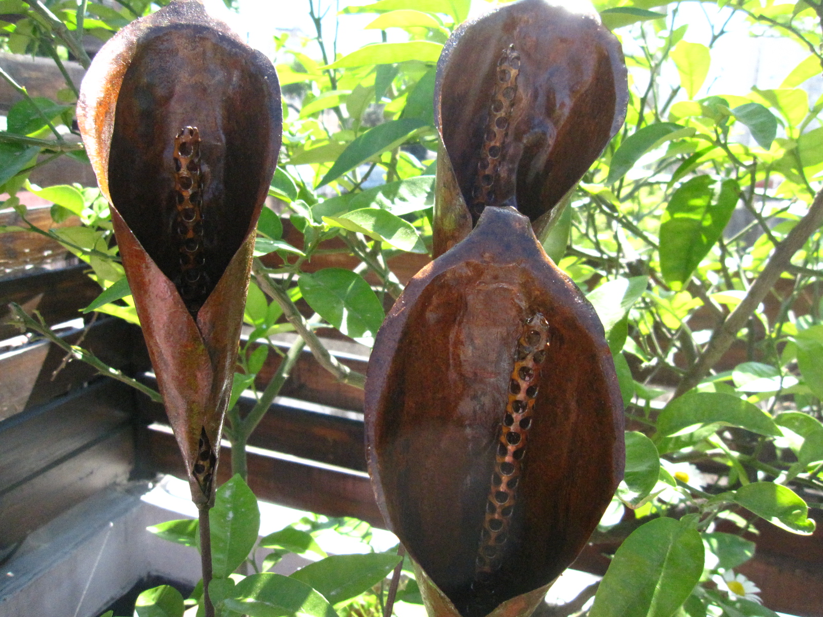 MARTINA FIERRO (cosas de hierro): Más pinches para las plantas!