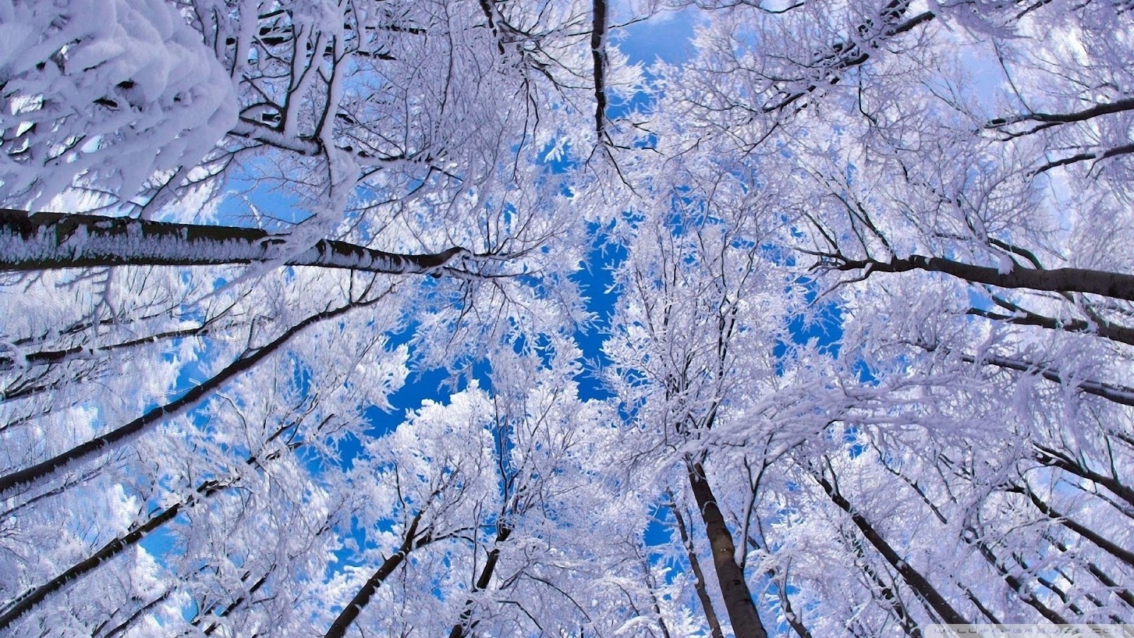 http://2.bp.blogspot.com/-fpp18dEuIAY/UPR0V2hybBI/AAAAAAAAG0o/-8Y7C8Ze7ls/s1600/neige_arbre+hiver.jpg
