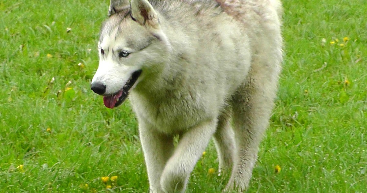 Das Unerklärliche paranormale Phänomene Ein Hund als Co Trainer. Hat