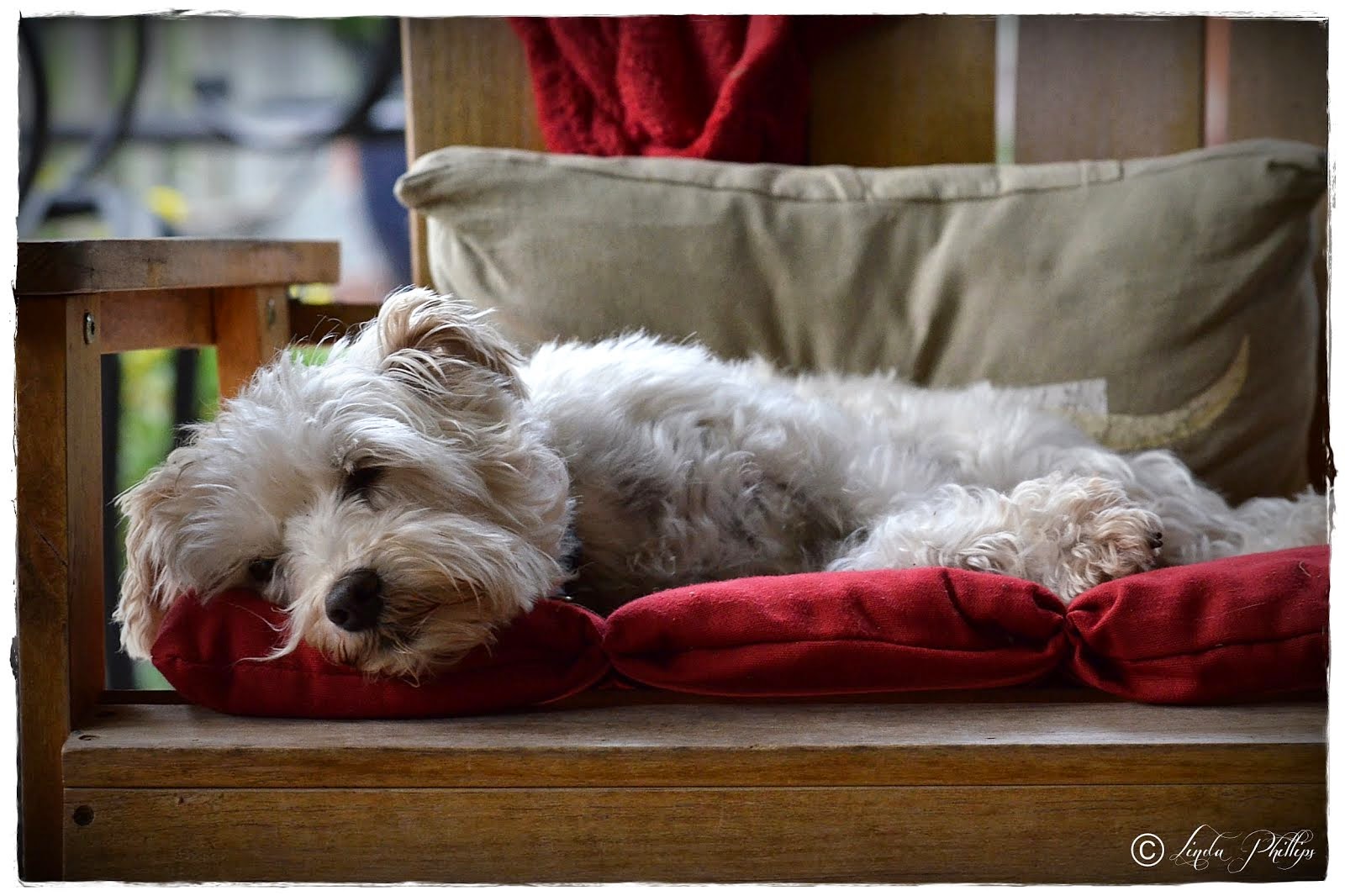 Chasing squirrels is hard work.