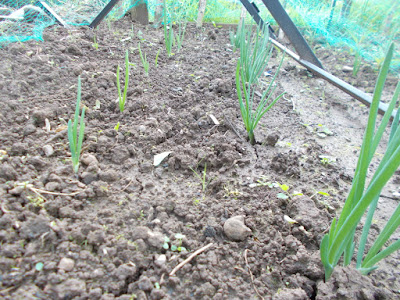 Onions shoots Grow your own April Update 80 Minute Allotment Green Fingered Blog