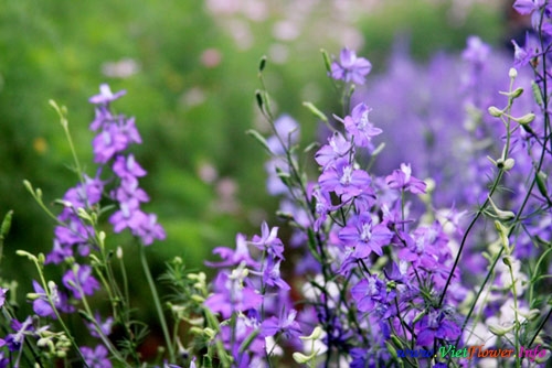 Sắc tím hoa violet