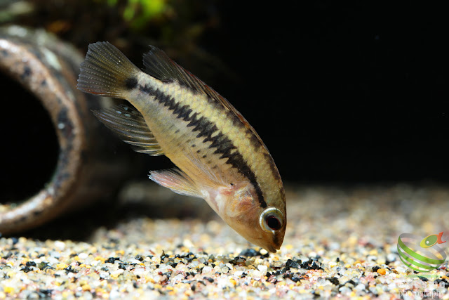 Apistogramma viejita