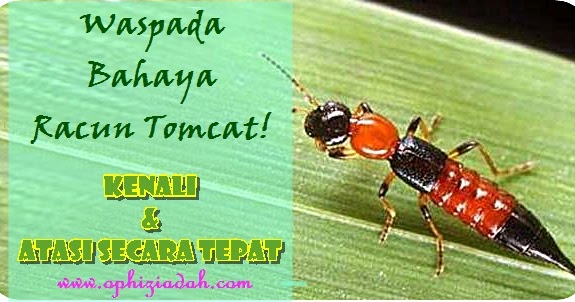 Waspada Bahaya Racun Tomcat Kenali Dan Atasi Dengan Tepat Mom