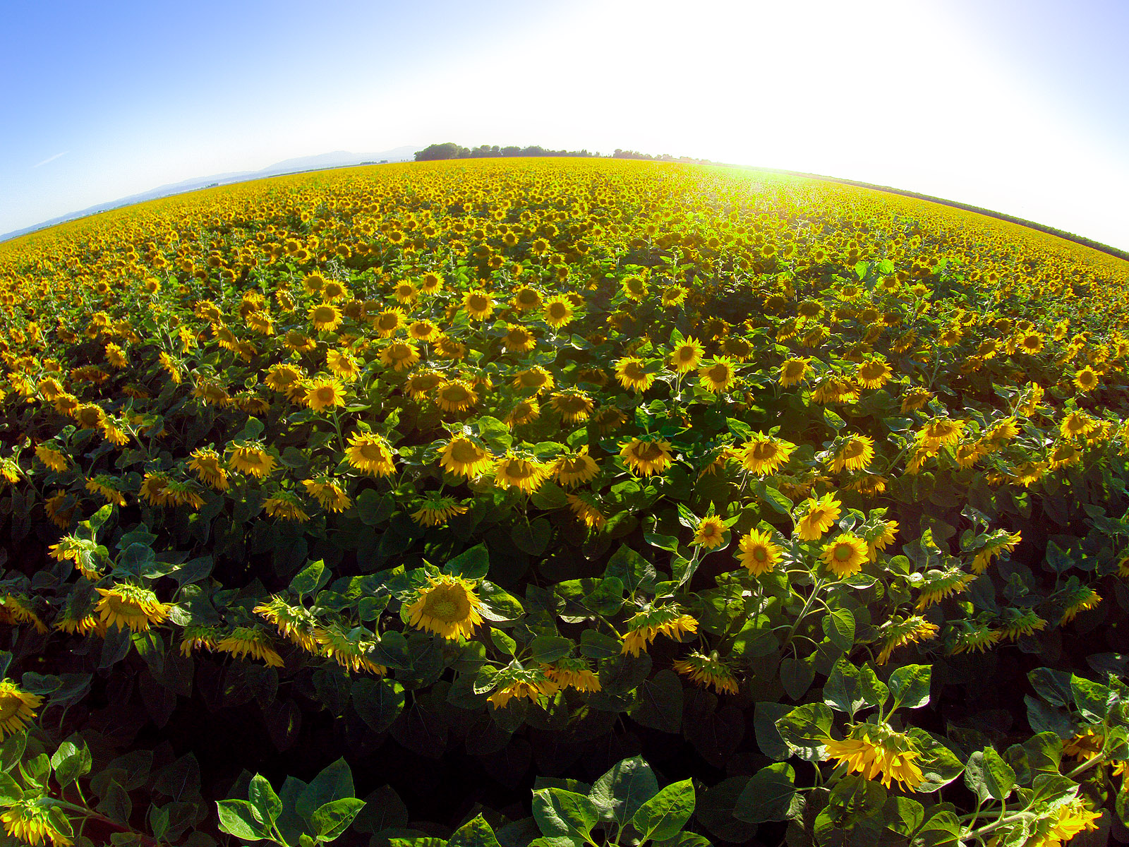 Anthony Dunn Photography Aerial Views of Sunflowers in the Sacramento