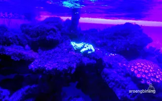 jakarta aquarium neo soho