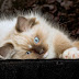 Information about Ragdoll Cat