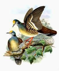 Sulawesi ground dove