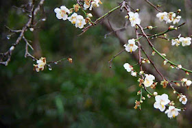 Plumb blossoms after rain