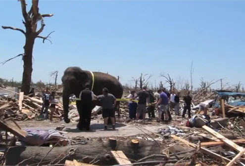 Video : トルネードの被災地の皆さんのために、象さんが働いているという、先進国のアメリカでは珍しい光景 ! !