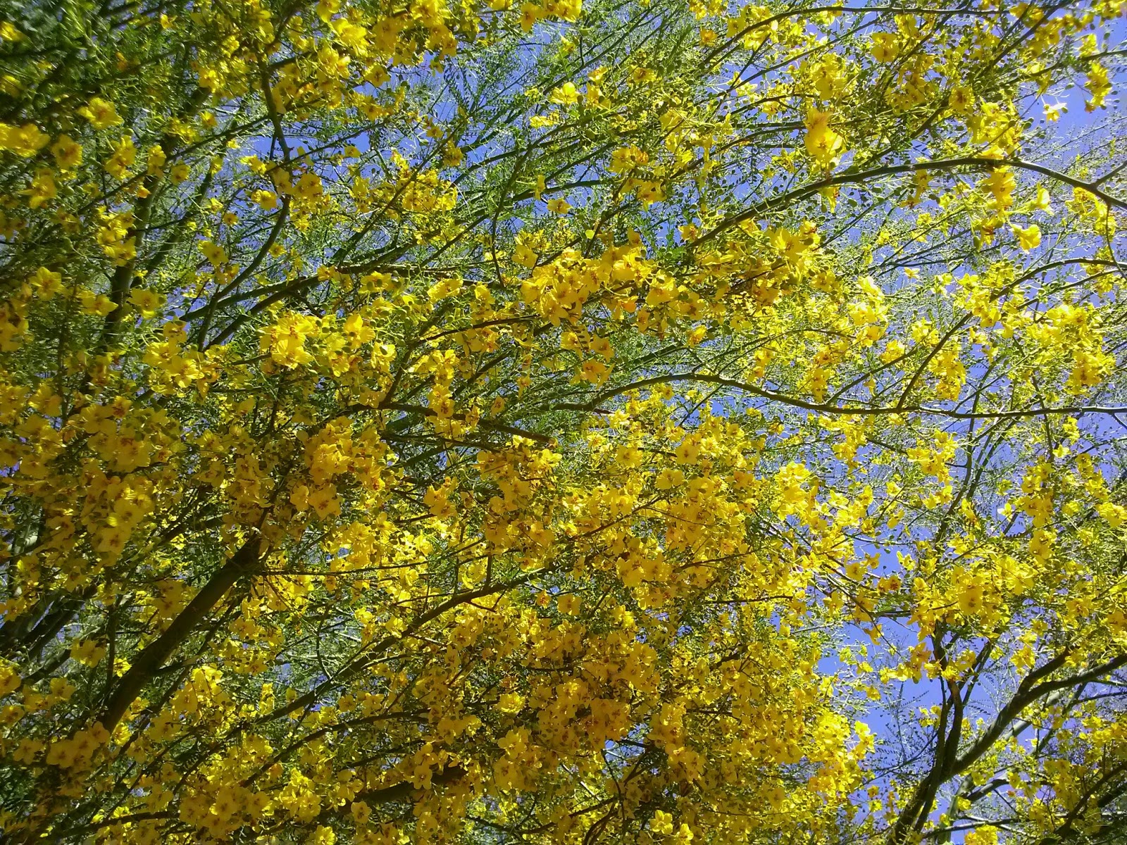 A Small, Sunny Garden A Short Look at Palo Verde