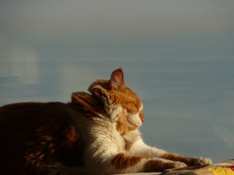 Orange and white cat sleeping in the sun