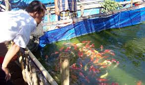 Budidaya Ikan Budidaya Ikan